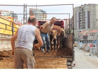 (Özel Haber) Kurbanlıklar Akıllı Teknoloji İle Satılacak