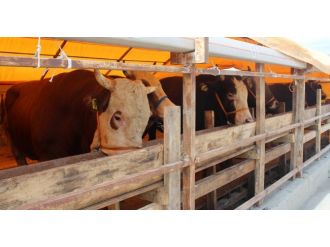 Teknoloji Kurbanlığa Da El Attı