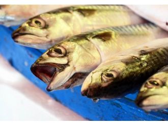 Marmara’daki Balık Çeşitliliği Yüzleri Güldürüyor