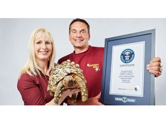 Saniyede 28 Santim Giderek Dünyanın En Hızlı Kaplumbağası Oldu