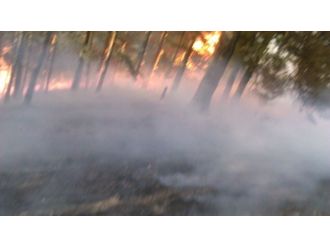 Sarıkamış’ta Orman Yangını