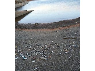Balık Ölümleriyle İlgili Araştırma Başlatıldı