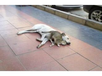 (Özel) Kedi Ve Köpekten Kardeşlik Dersi