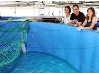 Havuz Koşullarında “Lagos” Üretilecek