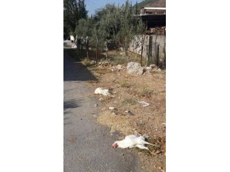 Döşemealtı’nda Şüpheli Hayvan Ölümleri