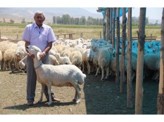 Kurban Bayramında Koç Kesin