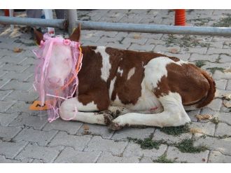Bunlar Da ‘Sığır’ Güzeli