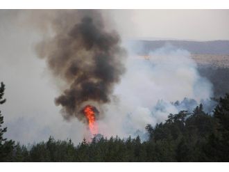 Bolu’da Orman Yangını