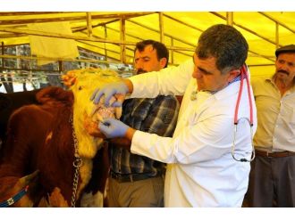Uzmanlardan Vatandaşlara ’Kurbanlık’ Uyarısı