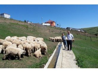 Ordu’da Kurban Fiyatı 600 Lira