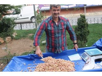 Taze Siirt Fıstığı Piyasada