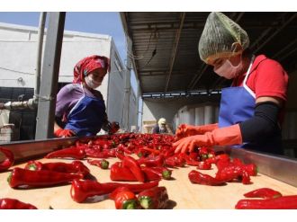 İnegöl’den Hollanda’ya Salça İhracatı