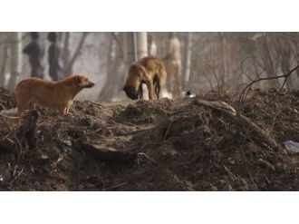 Sahipsiz Köpekler Amerika’ya Gönderildi