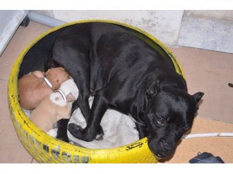 Köpekten İnsanlık Dersi