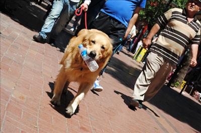 Bu köpek çöp topluyor 