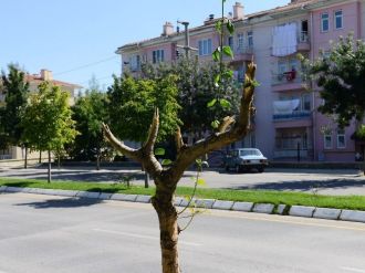 Yol Kenarındaki Onlarca Ağacı Kırdılar