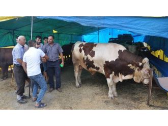 Tekirdağ’da Kurban Piyasası Hareketlendi