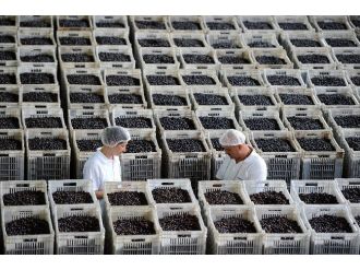 Marmarabirlik 60 Bin Ton Ürün Alacak