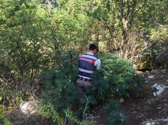 Seydikemer’de 5 Bin Kök Kenevir Ele Geçirildi