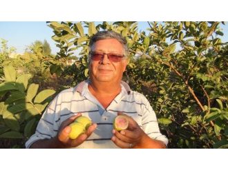(Özel Haber) Guava Kansere Karşı Koruyucu