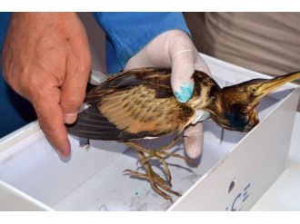 Heron Balkona Düştü