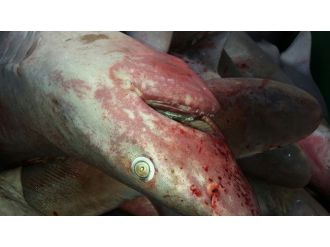 Gazipaşalı Balıkçılar 1 Ton Köpek Balığı Yakaladı