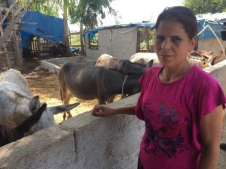 (Özel Haber) Girişimci Kadın Ekmeğini Eşek Sütünden Çıkarıyor