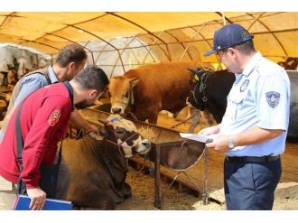 Zabıta Ekipleri Kurban Denetiminde