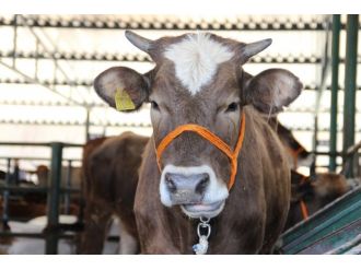 Büyükbaş Hayvan Sayısı Açıklandı