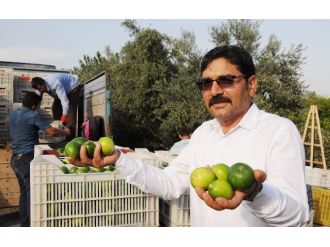 Limonun Ateşini Hasat Düşürdü