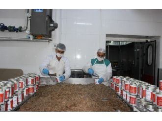 Et Ve Süt Kurumu, Kızılay’ın Kurbanlarını Kavurma Yapıyor