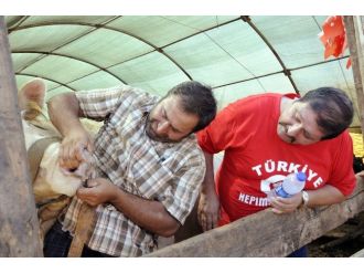 Antalya’da Kurbanlıkların Yüzde 70’i Satıldı