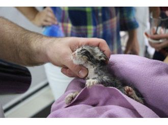 Sokak Köpeği, Yavru Kedinin Hayatını Kurtardı