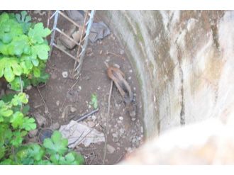 Kuyuya Düşen Yavru Yaban Domuzunu Kurtarmak İçin Seferber Oldular