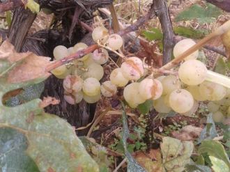 İznik’te Üzüm Ve Zeytini Dolu Vurdu