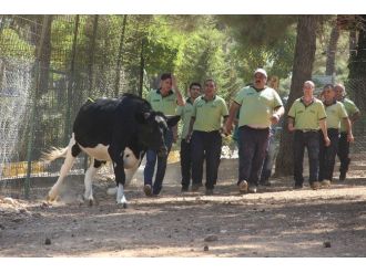 Kurbanlık Yakalama Timi