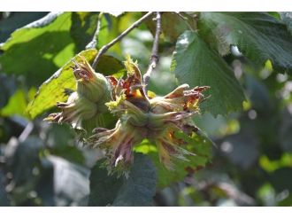 Tzob: “Fındığın Gerçek Fiyatı 15 Liradır”