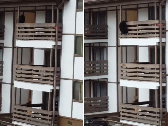 Aç ayı 3 katlı binaya tırmandı