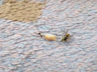 Karınca ile arının ekmek kavgası