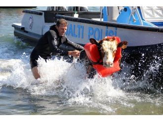İnek can yeleği giydirilerek kurtarıldı