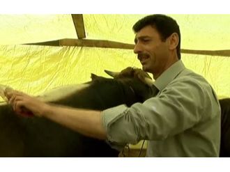 Kurbanlıkları türkü söyleyerek yetiştiriyor