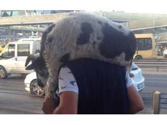 Metrobüste kurbanlık koçla seyahat etti