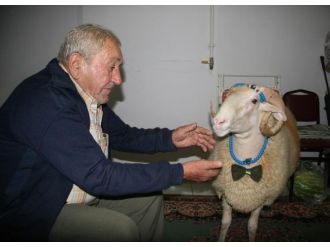 Beraber yatıp kalktığı koçunu satışa çıkardı