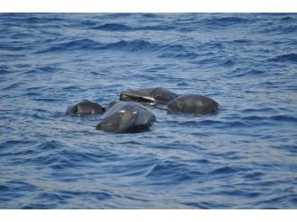 Kaçakların botuna yük gemisi çarptı: 13 ölü, 5 kayıp