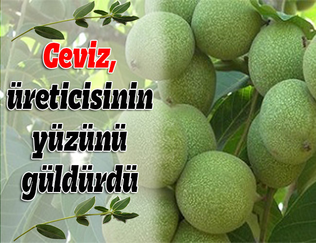 Ceviz, Üreticisini Güldürdü