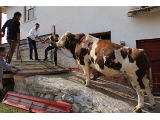 2 tonluk boğa satıldı