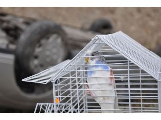 Emniyet kemeri kuşu bile kurtardı