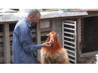 Kesmeye kıyamayınca birlikte kahvaltı yaptılar