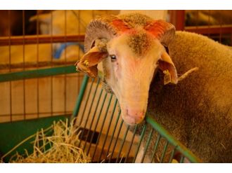 İslam alemi Kurban Bayramını kutluyor