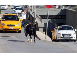 Kurbanlıklar kaçtı, sahipleri kovaladı